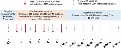 Effect of Pulse Duration and Direction on Plasticity Induced by 5 Hz Repetitive Transcranial Magnetic Stimulation in Correlation With Neuronal Depolarization